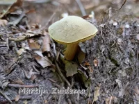 Fluweelboleten [Xerocomus]